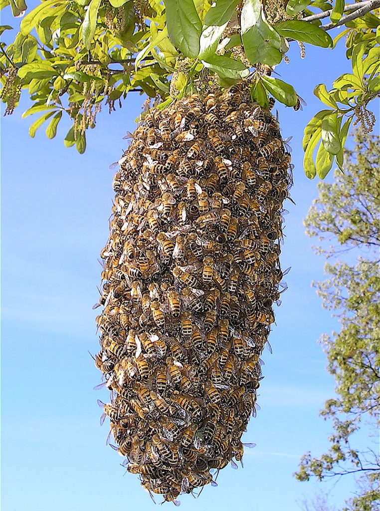 bee swarm 4