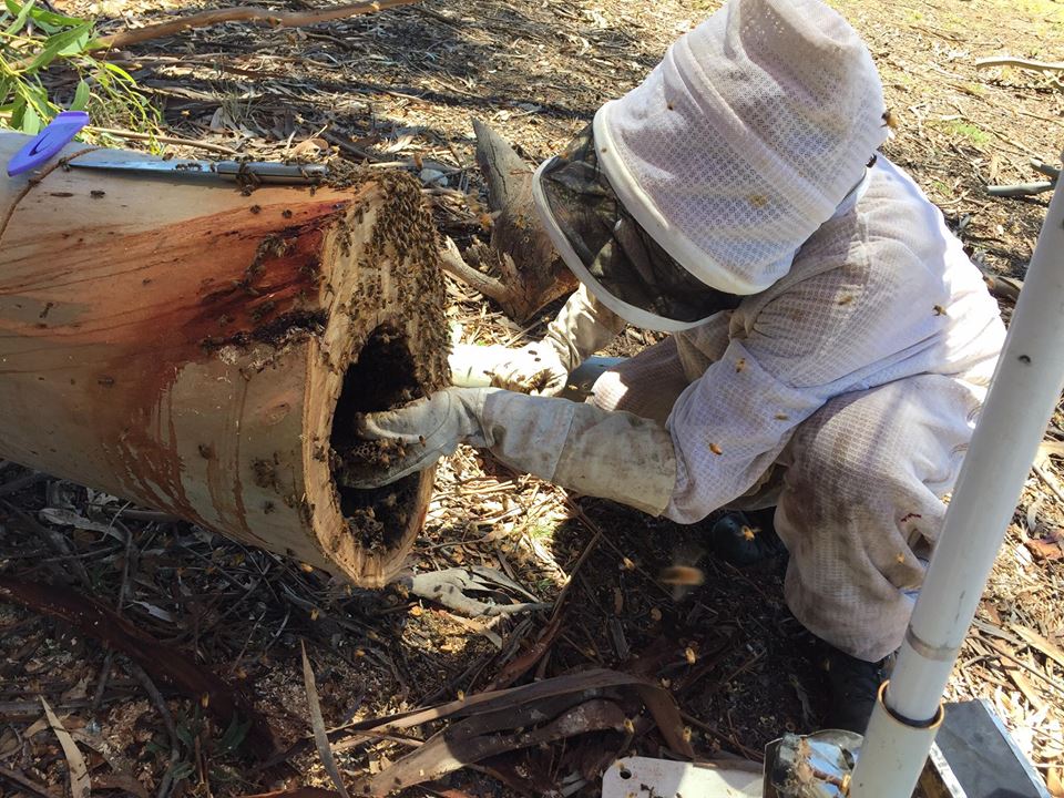 me getting bees out of log